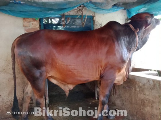 গৃহপালিত দেশি গরু - Desi Cow [Cattle]